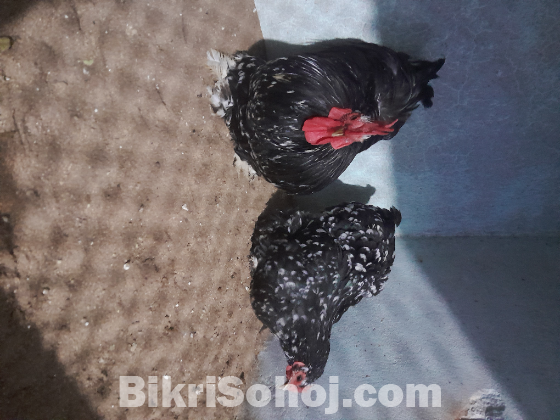 চীনের রানিং মল্টেড কোচিন মোরগ